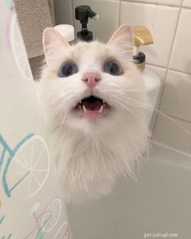 20 Adorable Cats Flaunting Their Tiny Teeth