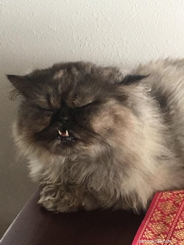 20 Adorable Cats Flaunting Their Tiny Teeth