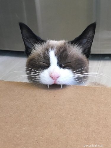 20 Adorable Cats Flaunting Their Tiny Teeth