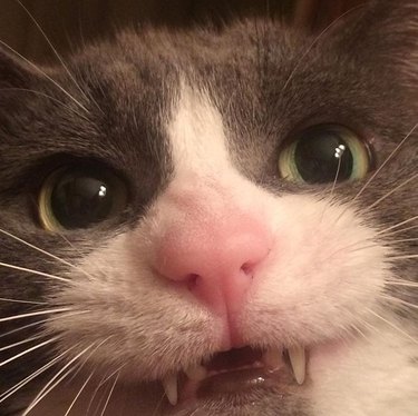 20 Adorable Cats Flaunting Their Tiny Teeth