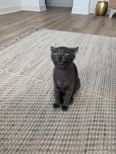 20 Adorable Cats Flaunting Their Tiny Teeth