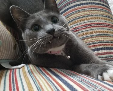 20 Adorable Cats Flaunting Their Tiny Teeth