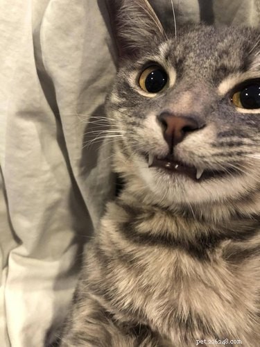 20 Adorable Cats Flaunting Their Tiny Teeth