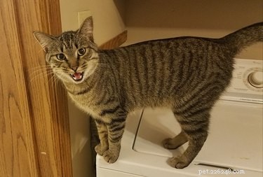 20 Adorable Cats Flaunting Their Tiny Teeth