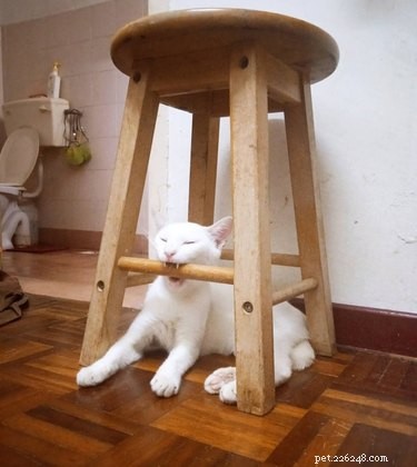 20 Adorable Cats Flaunting Their Tiny Teeth