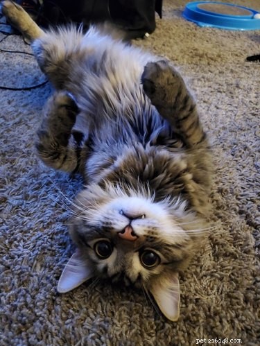 20 Adorable Cats Flaunting Their Tiny Teeth