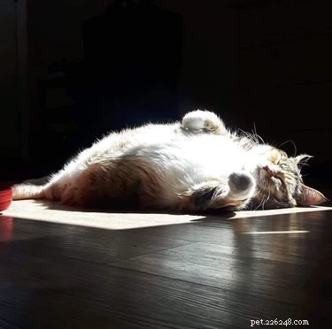 18 Pet Photos That Deserve a Museum Gallery
