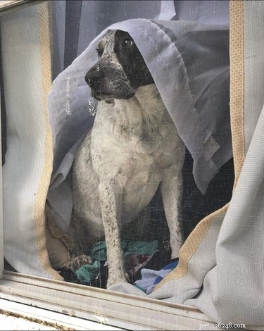 18 Pet Photos That Deserve a Museum Gallery