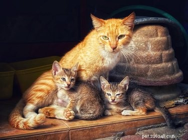 18 Pet Photos That Deserve a Museum Gallery