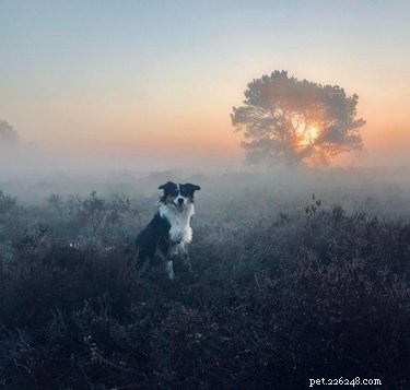 18 Pet Photos That Deserve a Museum Gallery
