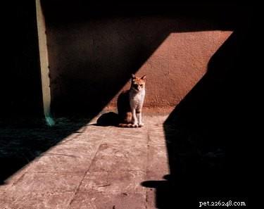 18 Pet Photos That Deserve a Museum Gallery