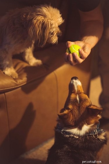 18 Pet Photos That Deserve a Museum Gallery