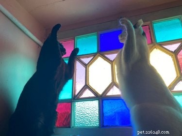 18 Pet Photos That Deserve a Museum Gallery