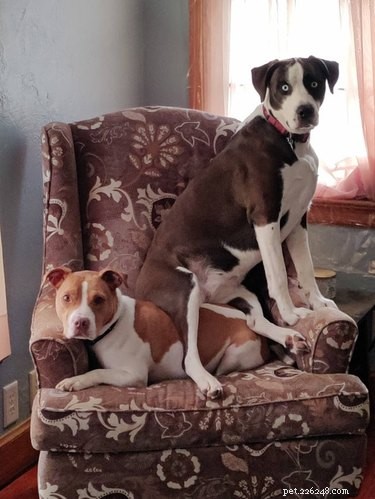 18 Pet Photos That Deserve a Museum Gallery