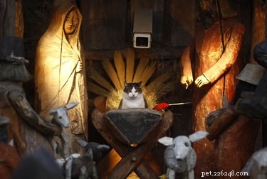 18 Pet Photos That Deserve a Museum Gallery