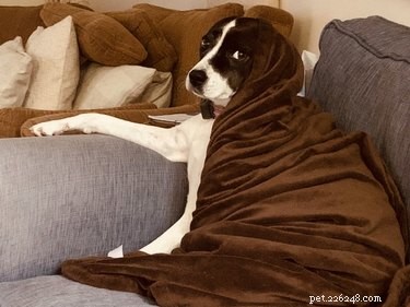 18 Pet Photos That Deserve a Museum Gallery