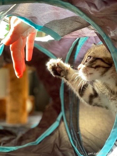 18 Pet Photos That Deserve a Museum Gallery