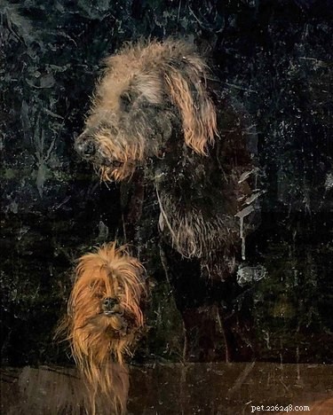 18 Pet Photos That Deserve a Museum Gallery