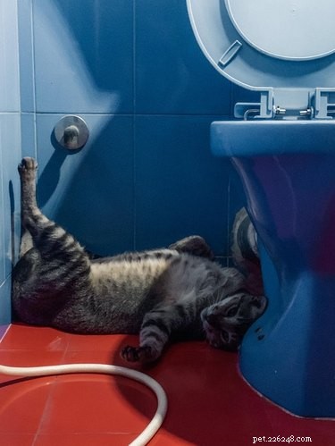 18 Pet Photos That Deserve a Museum Gallery
