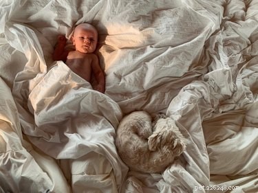 18 Pet Photos That Deserve a Museum Gallery