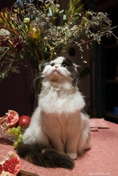18 Pet Photos That Deserve a Museum Gallery