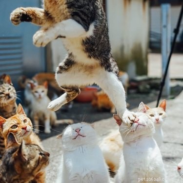 18 Pet Photos That Deserve a Museum Gallery