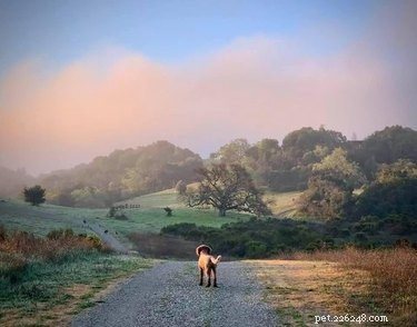 18 Pet Photos That Deserve a Museum Gallery
