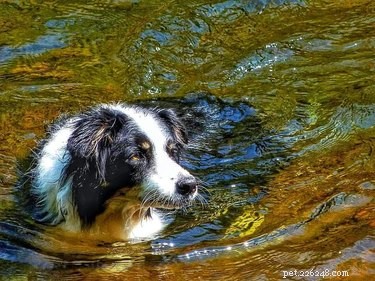 18 Pet Photos That Deserve a Museum Gallery