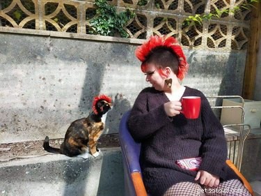 18 Hilarious Cat Photos That Will Brighten Your Day