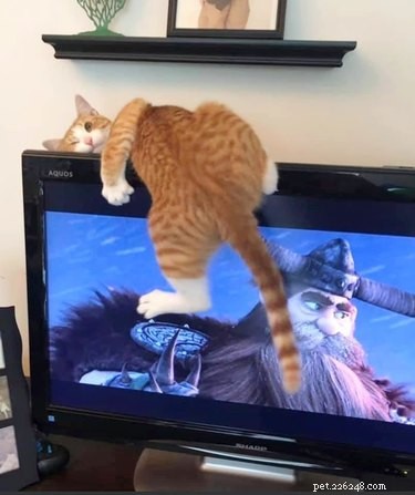 18 Hilarious Cat Photos That Will Brighten Your Day