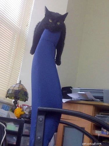 18 Hilarious Cat Photos That Will Brighten Your Day