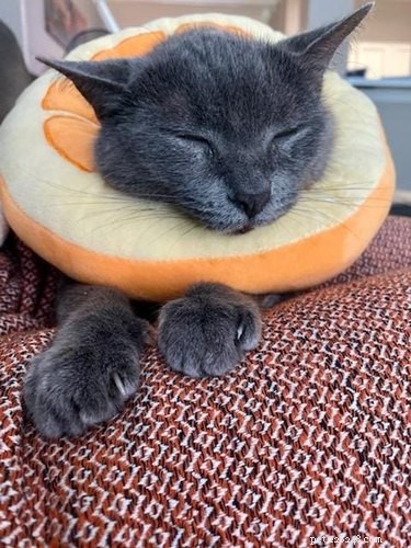 18 Hilarious Cat Photos That Will Brighten Your Day