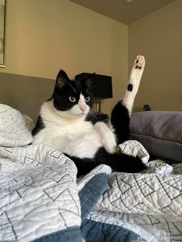 18 Hilarious Cat Photos That Will Brighten Your Day