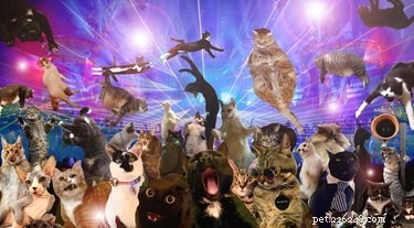18 Hilarious Cat Photos That Will Brighten Your Day