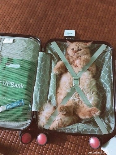 18 Hilarious Cat Photos That Will Brighten Your Day