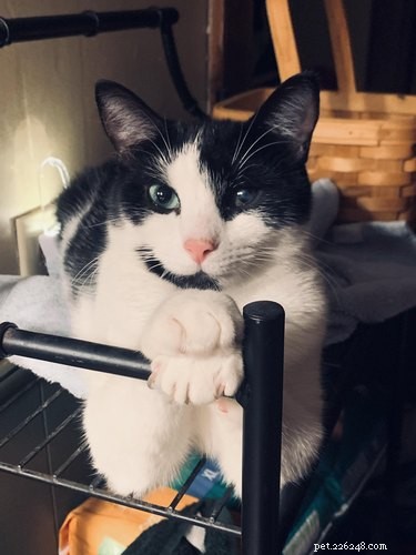 18 Hilarious Cat Photos That Will Brighten Your Day
