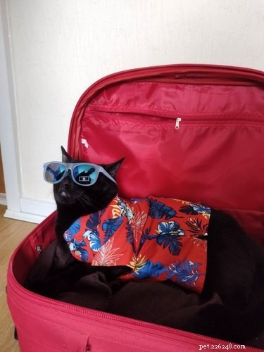 18 Hilarious Cat Photos That Will Brighten Your Day