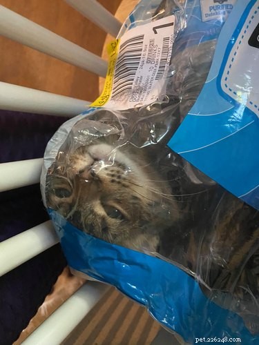 18 Hilarious Cat Photos That Will Brighten Your Day