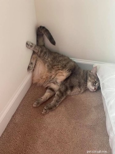 18 Hilarious Cat Photos That Will Brighten Your Day