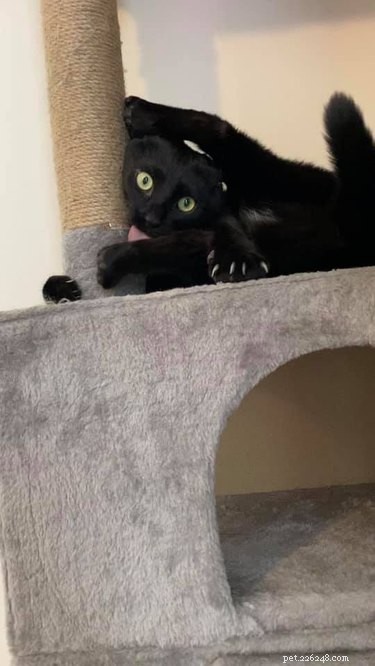 18 Hilarious Cat Photos That Will Brighten Your Day