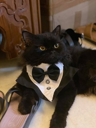18 Hilarious Cat Photos That Will Brighten Your Day