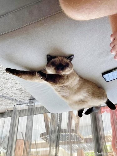 18 Hilarious Cat Photos That Will Brighten Your Day