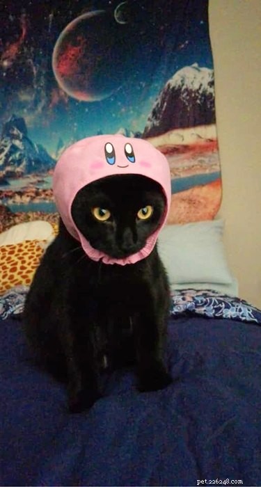 18 Hilarious Cat Photos That Will Brighten Your Day