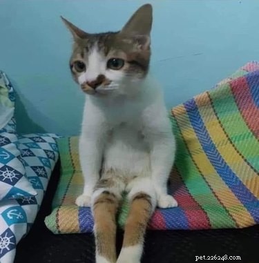 18 Hilarious Cat Photos That Will Brighten Your Day