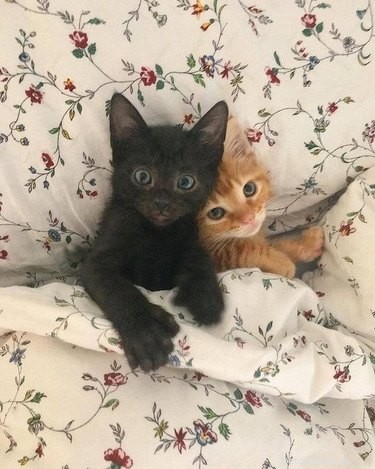 17 Cats Who Love Snuggling Under Blankets