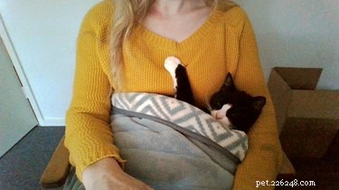 17 Cats Who Love Snuggling Under Blankets