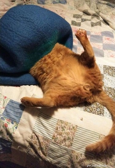 17 Cats Who Love Snuggling Under Blankets