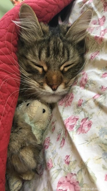 17 Cats Who Love Snuggling Under Blankets