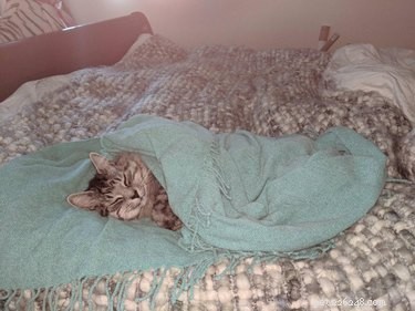 17 Cats Who Love Snuggling Under Blankets