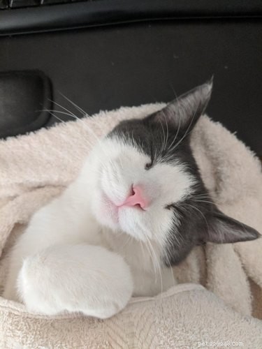 17 Cats Who Love Snuggling Under Blankets